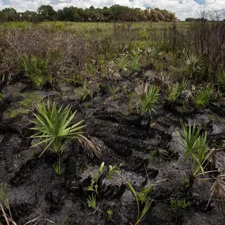 thumbnail for publication: Fire Ecology